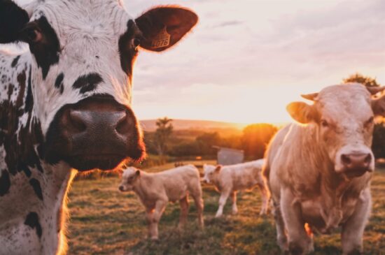 marha és sertés hús részei, illetve felhasználásuk